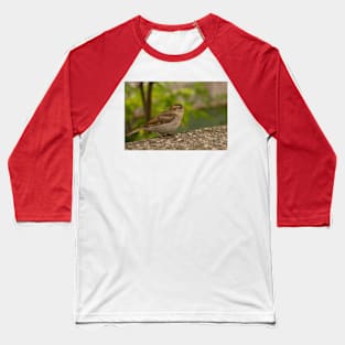 House Sparrow in Ljubljana, Slovenia Baseball T-Shirt